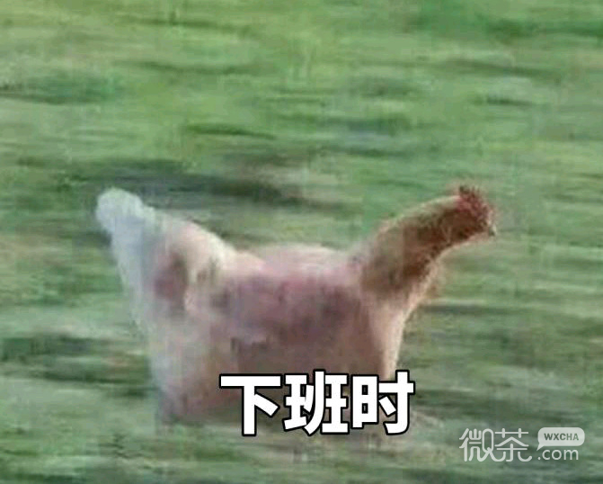 奔跑吧，战斗鸡表情包