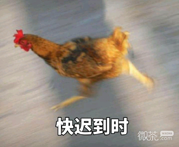 奔跑吧，战斗鸡表情包
