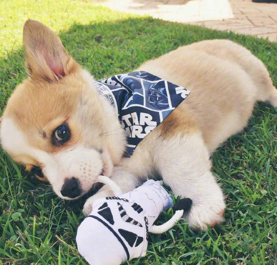 三个月小柯基犬图片大全2017最新 超萌超可爱的柯基图片