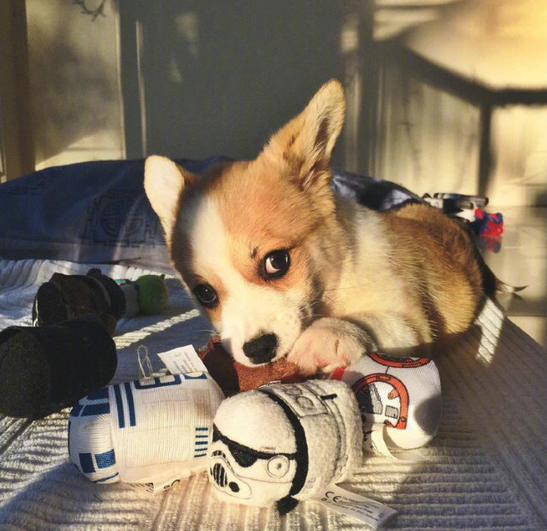 三个月小柯基犬图片大全2017最新 超萌超可爱的柯基图片