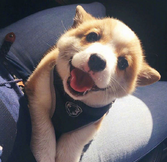 三个月小柯基犬图片大全2017最新 超萌超可爱的柯基图片