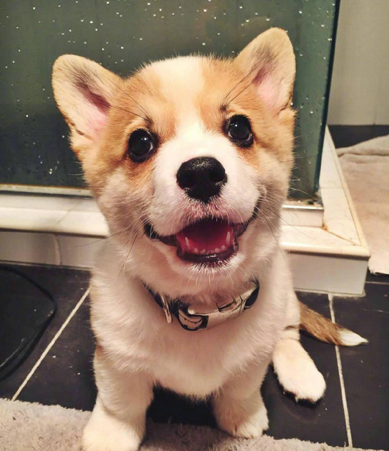 三个月小柯基犬图片大全2017最新 超萌超可爱的柯基图片