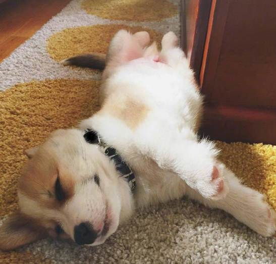 三个月小柯基犬图片大全2017最新 超萌超可爱的柯基图片