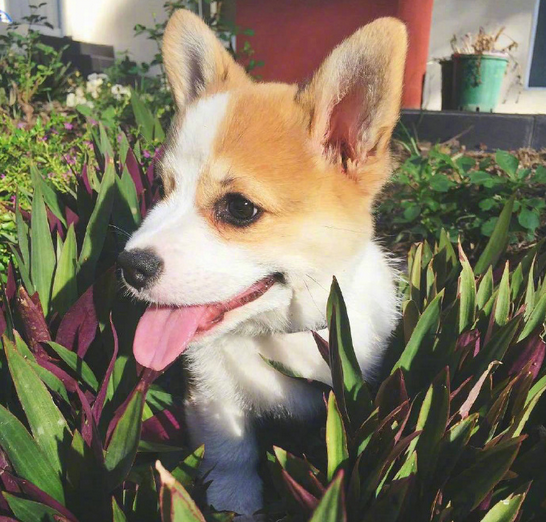 三个月小柯基犬图片大全2017最新 超萌超可爱的柯基图片