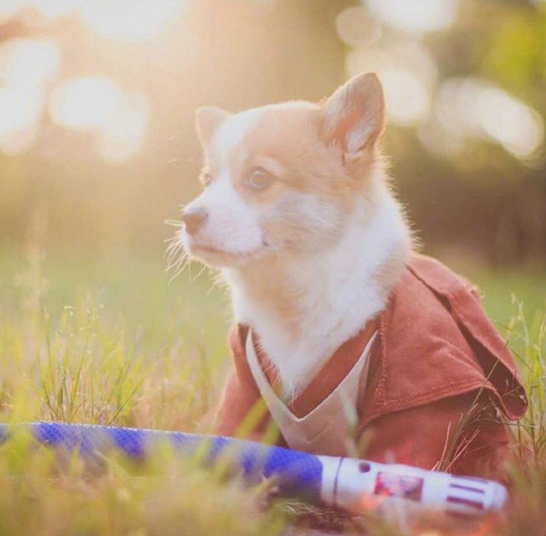 三个月小柯基犬图片大全2017最新 超萌超可爱的柯基图片