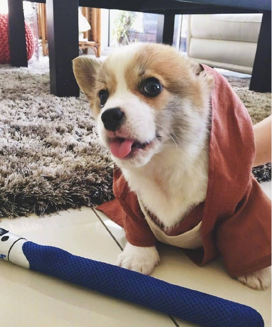 三个月小柯基犬图片大全2017最新 超萌超可爱的柯基图片