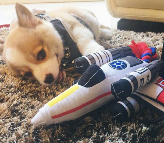 三个月小柯基犬图片大全2017最新 超萌超可爱的柯基图片