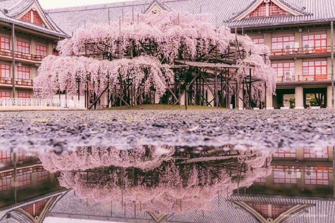 樱花微信素材图