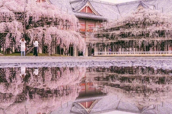 樱花微信素材图