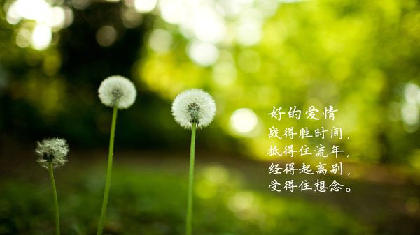 非主流空间文字图片爱情 我吻过他的唇却不是他爱的人