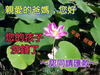 近期表情包第五期