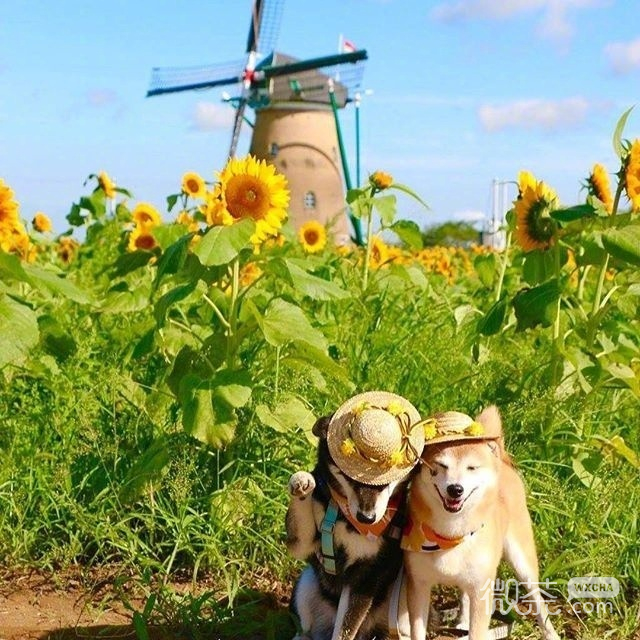 两只可爱的柴犬微信背景图