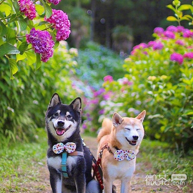 两只可爱的柴犬微信背景图