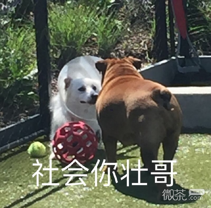 厉害了，你的牙表情包