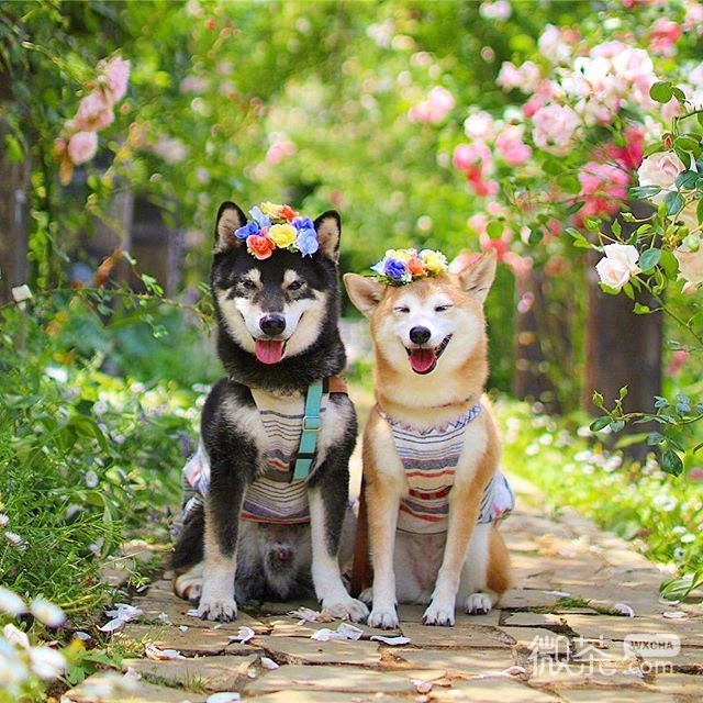 两只可爱的柴犬微信背景图