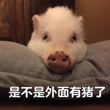 可爱的猪猪微信表情包