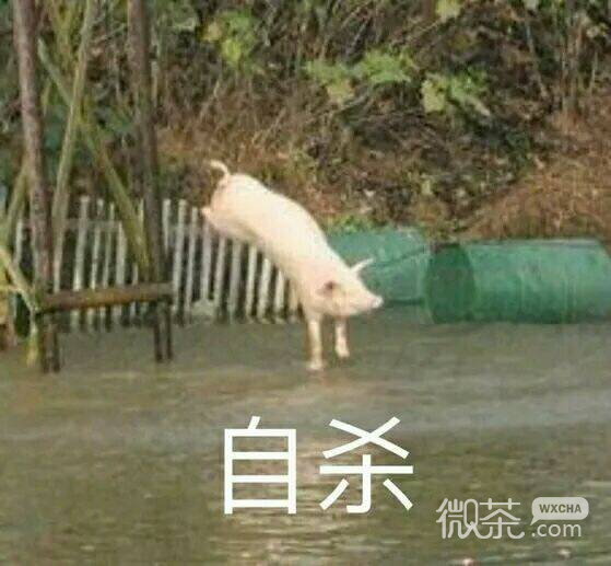 可爱的猪猪微信表情包