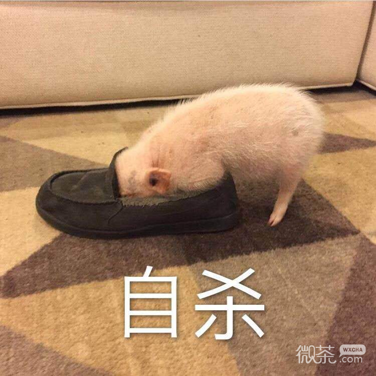 可爱的猪猪微信表情包