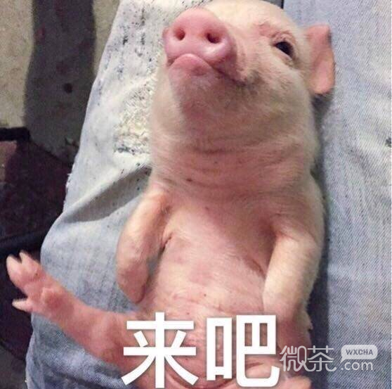 可爱的猪猪微信表情包