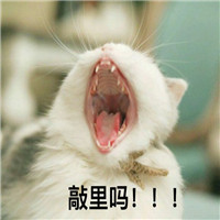 萌宠敲里吗系列微信带字表情包