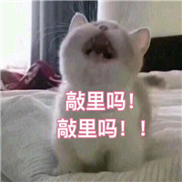 萌宠敲里吗系列微信带字表情包