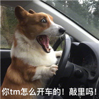 萌宠敲里吗系列微信带字表情包