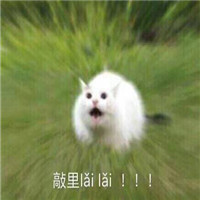 萌宠敲里吗系列微信带字表情包