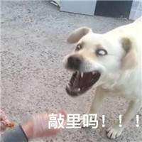 萌宠敲里吗系列微信带字表情包