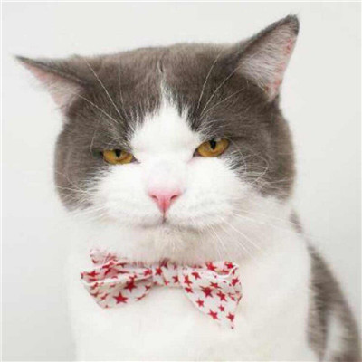 柔弱可爱喵星人微信情头下载