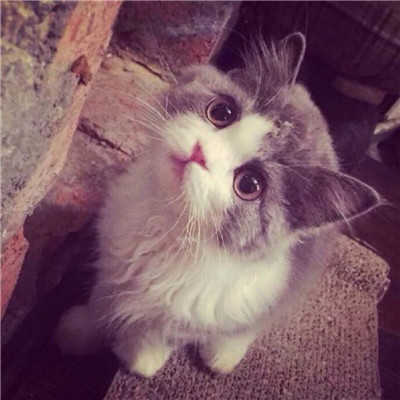 柔弱可爱喵星人微信情头下载