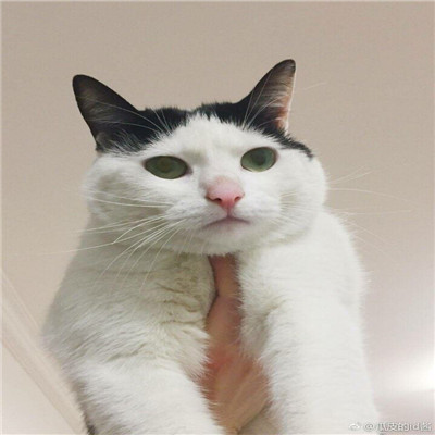 柔弱可爱喵星人微信情头下载