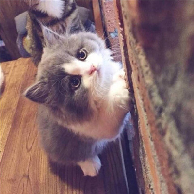 柔弱可爱喵星人微信情头下载