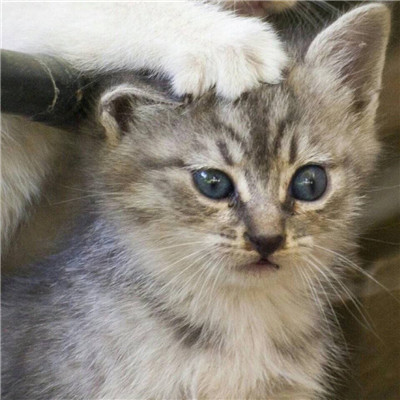 柔弱可爱喵星人微信情头下载