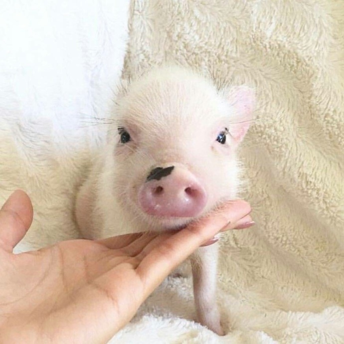萌萌哒的宠物小猪微信背景图片