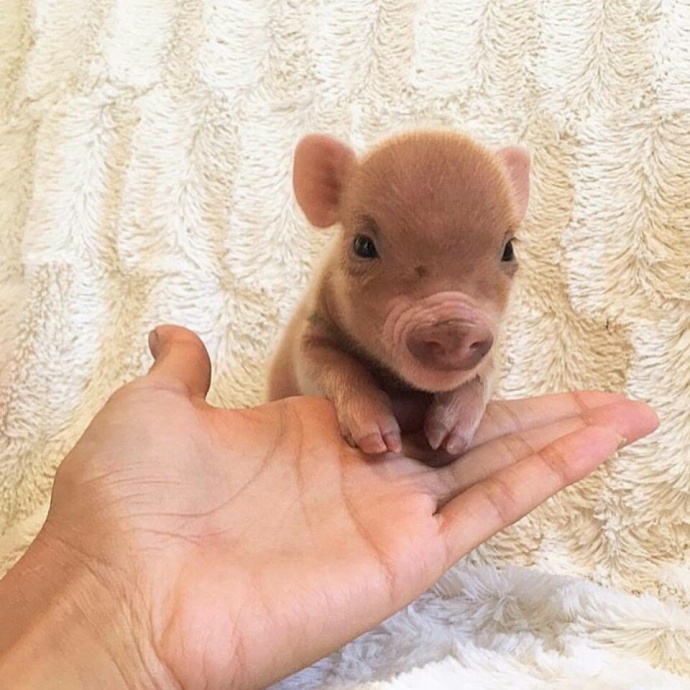 萌萌哒的宠物小猪微信背景图片