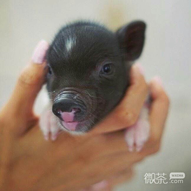 萌萌哒的宠物小猪微信背景图片