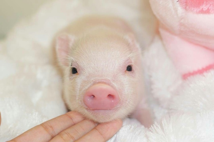 萌萌哒的宠物小猪微信背景图片