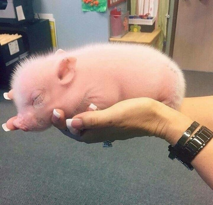 萌萌哒的宠物小猪微信背景图片