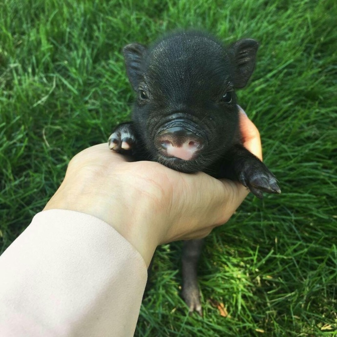 萌萌哒的宠物小猪微信背景图片