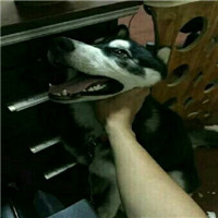 可爱淫荡的狗狗微信带字表情包