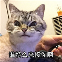 朋友怎么样系列微信萌宠文字表情包