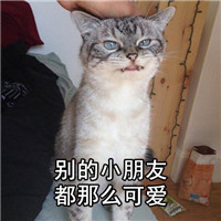 朋友怎么样系列微信萌宠文字表情包