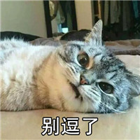 朋友怎么样系列微信萌宠文字表情包