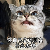 朋友怎么样系列微信萌宠文字表情包