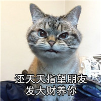 朋友怎么样系列微信萌宠文字表情包