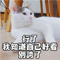 萌萌哒的网红猫系列微信搞笑表情包