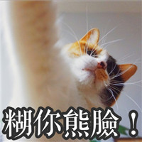 萌萌哒的网红猫系列微信搞笑表情包