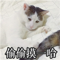 萌萌哒的网红猫系列微信搞笑表情包