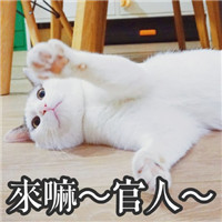 萌萌哒的网红猫系列微信搞笑表情包