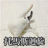 萌萌哒的网红猫系列微信搞笑表情包